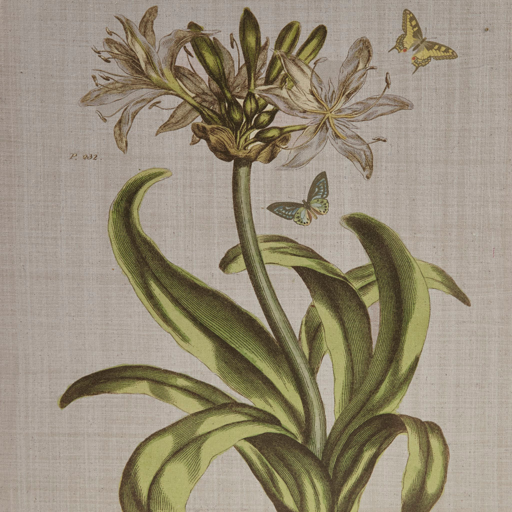 koorbiir w5 4-Piece Botanical Illustration Canvas Wall Art Set, Framed and Ready to Hang for Home Decor